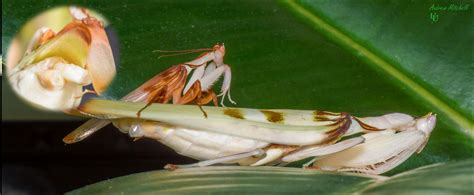 Hymenopus coronatus (Orchid Mantis) - The Praying Mantis