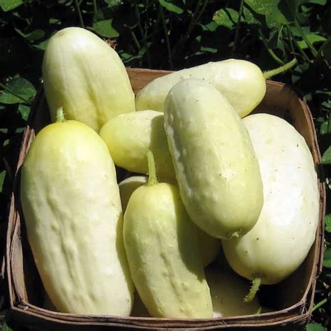 35 Best Cucumber Varieties You Can Grow At Home | Gardenoid