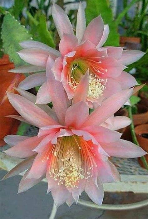 Learn about different types of flowering cactus plants that will ...