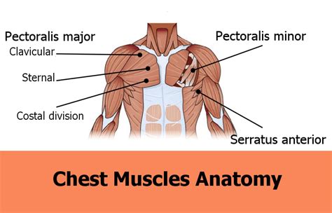 Finally, What Are the Pecs? - Fitprince