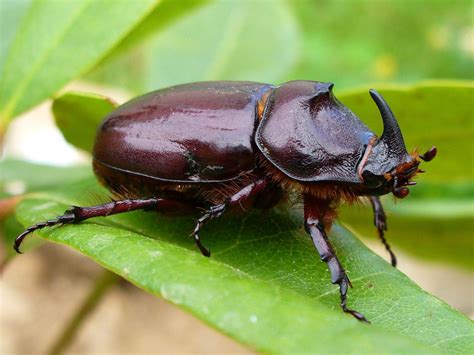 European Rhinoceros Beetle: Identification, Life Cycle, Facts & Pictures