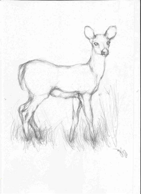 Likable Suggestions How To Draw Easy Step By Step Animals Realistic ...