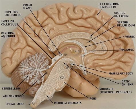 Brain Model Labeled