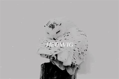 hedwig on Tumblr