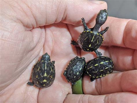 How Big Do Three Striped Mud Turtles Get - Turtlean