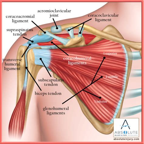 Diagram Of Shoulder Tendons Human Body Anatomy Arm | Porn Sex Picture