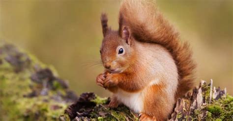 10 Incredible Red Squirrel Facts - A-Z Animals