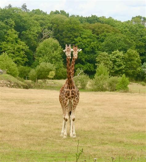 Rare two headed giraffe spotted : r/confusing_perspective