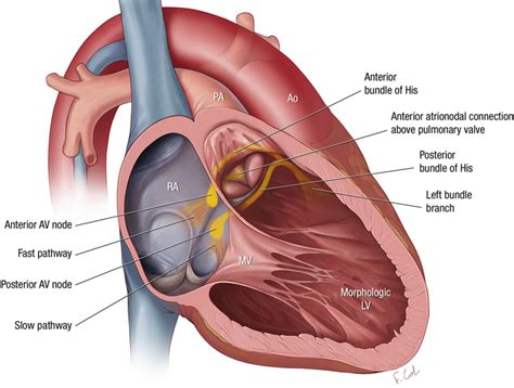 Atrioventricular Node