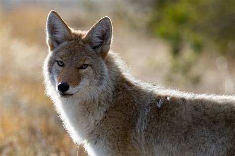 Research Illustrates How Coyotes Expanded Across North America | Plants ...