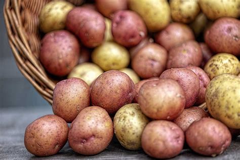 Seed Potato Varieties - The Ultimate Guide