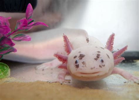 Axolotl Colors | PetMD