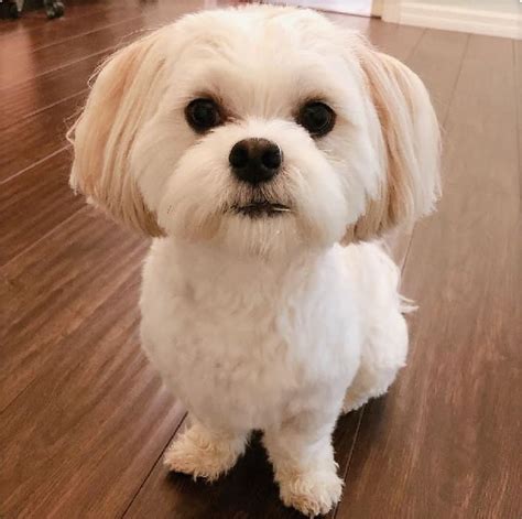 Maltipoo Haircuts Before And After