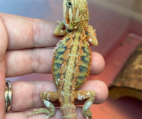 2023 Male Bearded Dragon For Sale - REPTILES FOR SALE