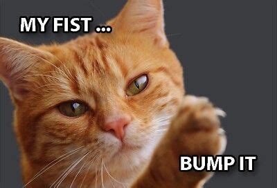 Cat Fist Bump Meme