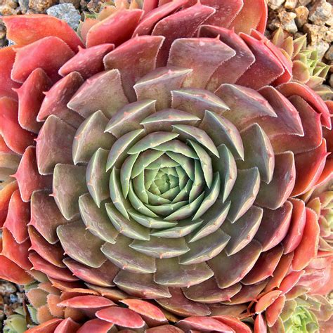 Sempervivum 'El Toro' - Mountain Crest Gardens