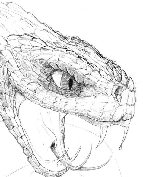 Rattlesnake Head Drawing at PaintingValley.com | Explore collection of ...