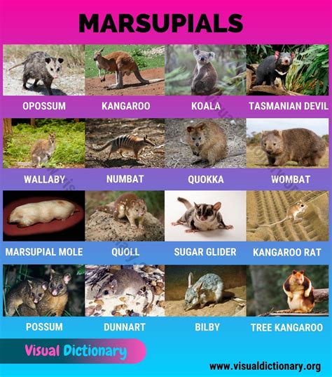 Marsupials: Best List of 16 Marsupial Animals with Pictures - Visual ...