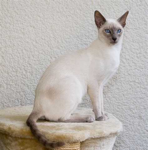 Siamese cat - Wikipedia