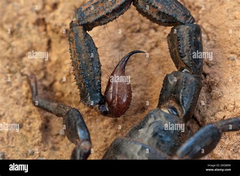 scorpion black poison venom dangerous stinging Stock Photo - Alamy