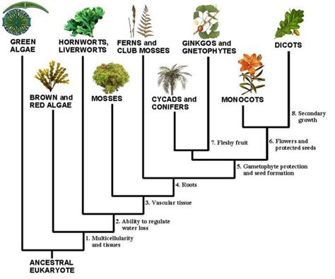 Evolution of plants, Plant activities, Plants