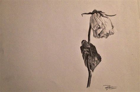 Wilted Rose Drawing at PaintingValley.com | Explore collection of ...