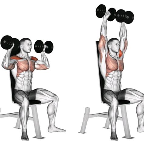 Seated Dumbell Military Press by Paulo M. - Exercise How-to - Skimble