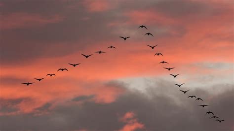 Why do Canada geese honk while migrating? | CBC Radio