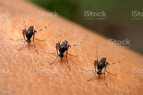 Aedes Aegypti Mosquitoe Bite And Feeding Blood On Wrinkle Skinaedes ...