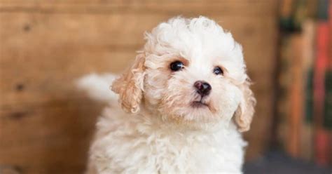 Are Poodle Mixes Hypoallergenic