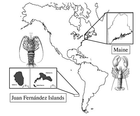 The distribution of the two lobster species (Homarus americanus in ...