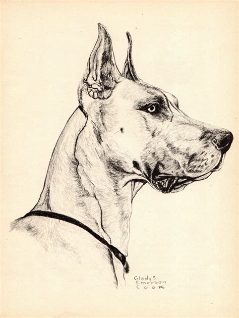 1945 Antique Great Dane Dog Art Print Great Dane Illustration Gladys ...