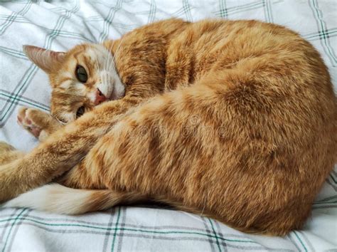 Ginger Cat Sleeping in a Bed Stock Photo - Image of train, white: 242386714