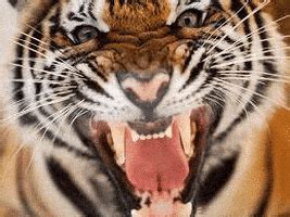 Tiger Roar GIFs - Find & Share on GIPHY