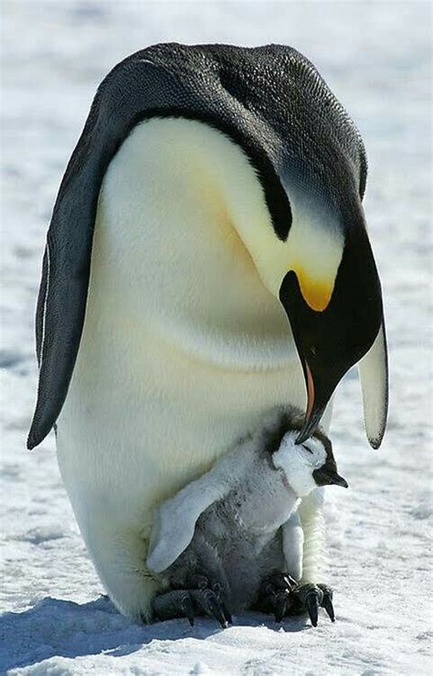 Pin by Silent Water on our only home polar home | Pet birds, Penguins ...