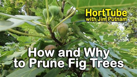 How and Why to Prune Fig Trees - YouTube