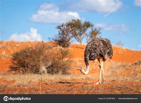 African Ostrich Common Ostrich Struthio Camelus Searching Seeds Stones ...