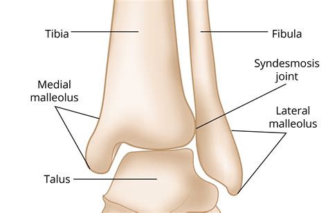 Medial Malleolus