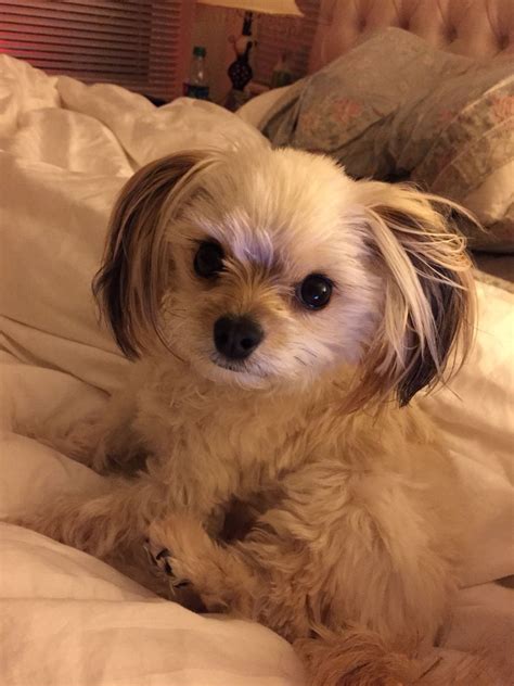 Yorkie Shih Tzu Chihuahua Mix - Cameron Bunker