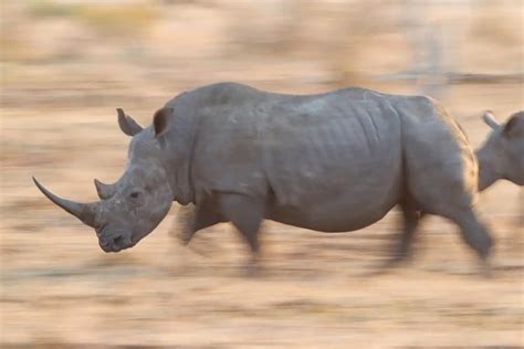 How Fast Can a Rhino Run? Top Speed & Distance