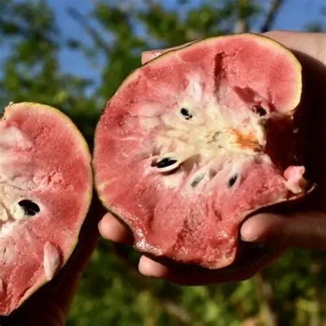 San Pablo Red Custard Apple Tree