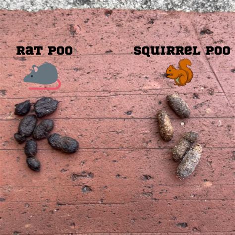 What does squirrel poop look like? - Nocturnal Animals