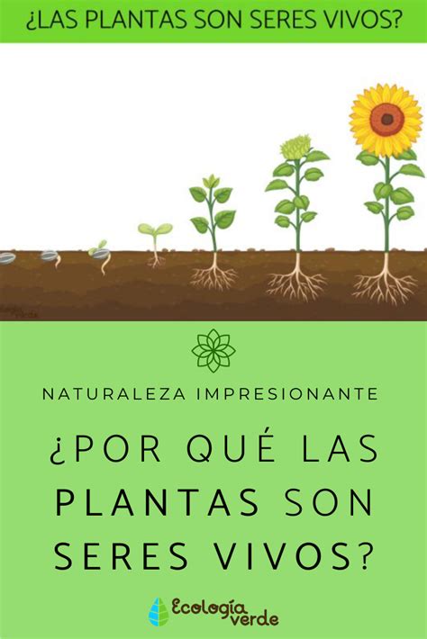 Por qué las PLANTAS son SERES VIVOS - ¡Resumen! | Plantas, Naturaleza ...