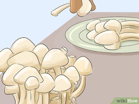 How to Grow Hydroponic Mushrooms: 14 Steps (with Pictures)