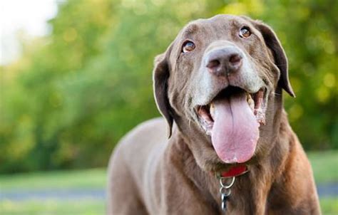 4 Reasons Why Your Dog is Panting and When to Check it Out - Dogslife ...