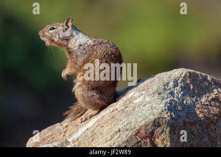 Ground Squirrel Burrows Stock Photo: 115816362 - Alamy