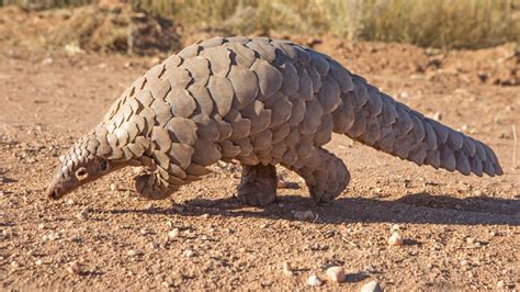 Top 175 + About pangolin animal - Lifewithvernonhoward.com