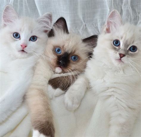 Ragdoll kittens | Cute cats and dogs, Cute cats and kittens, Pretty cats