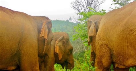 Think Elephants International: Massive Migration