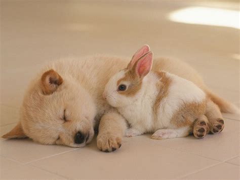 Photo Puppy and Bunny - A Puppy Sleeping with a Rabbit 16001200